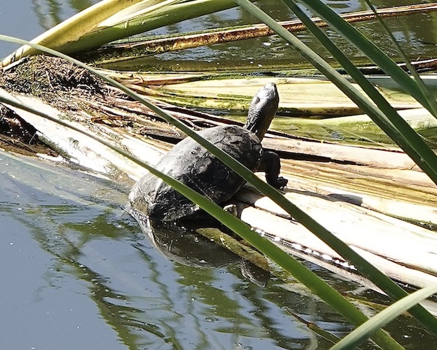 terrapin